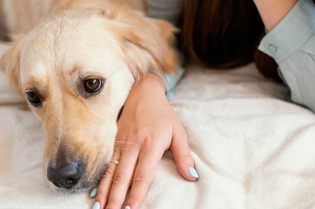 Why is metronidazole used for dogs?