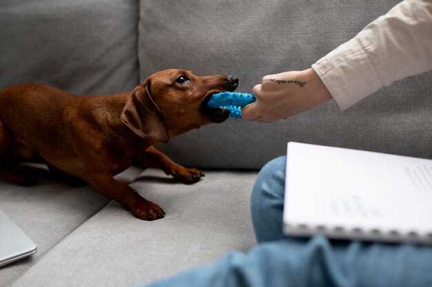 Administering Metronidazole to Dogs