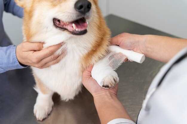 Understanding Dog Urinary Tract Infections