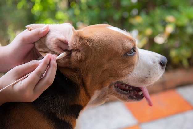 Understanding Metronidazole Neurotoxicity in Dogs