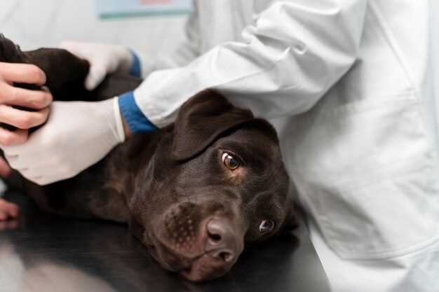 Maintaining Canine Health and Hygiene