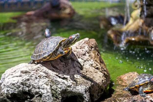 Benefits of Metronidazole for Tortoises