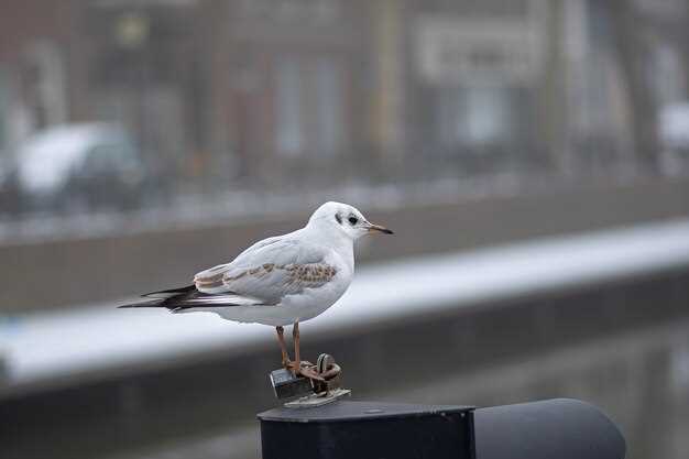 Metronidazole dosage in pigeons