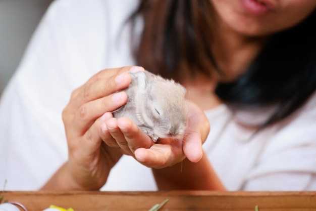 Metronidazole for chinchillas