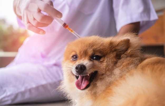 Metronidazole to treat giardia in dogs