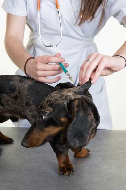 Metronidazole use in dogs dosage